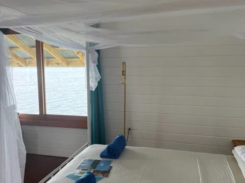 Dolphin Blue Paradise